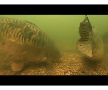 Готов монтаж Fox Carp Ready Rigs Fluoro D-Rig